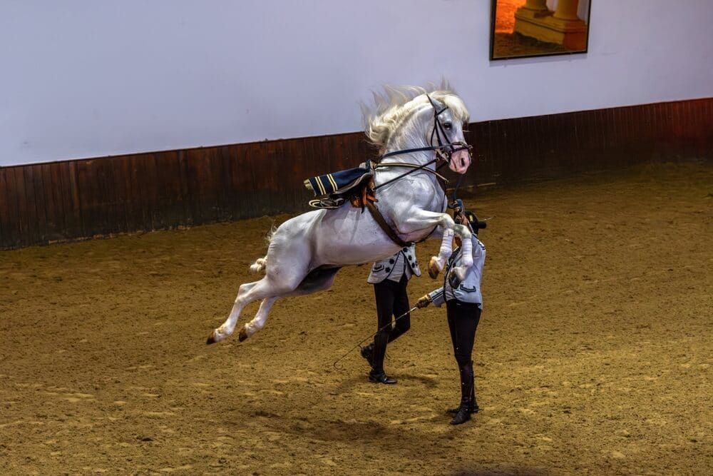 Jumping Andalusian stallions in Jerez are a rare experience for guests on a grand private tour of the Andalusian regions culture & history.